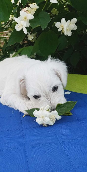 Хлопчик біленький зефірчик