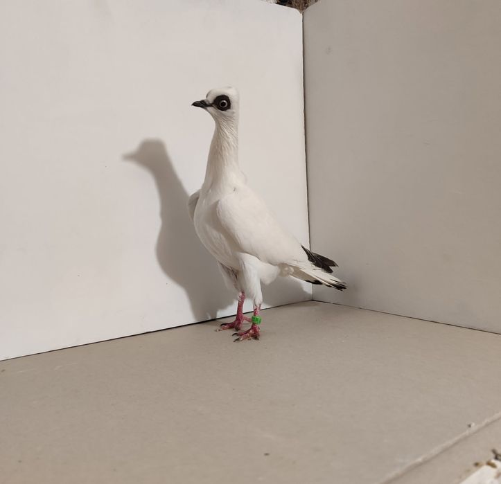 Gołębie wiedeńskie