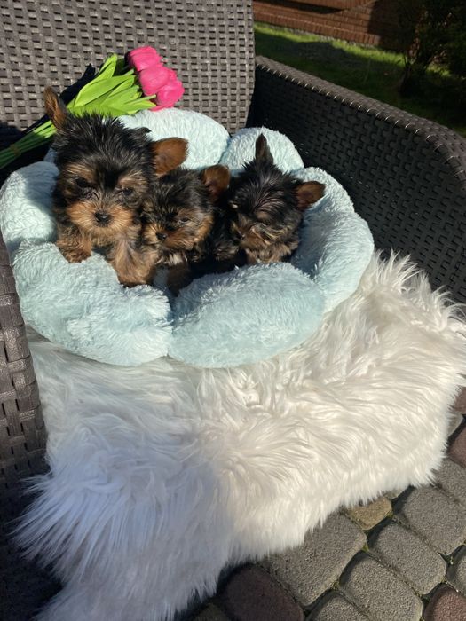 Міні цуцики породисті