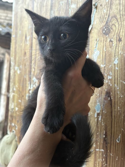 Коти  безкоштовно