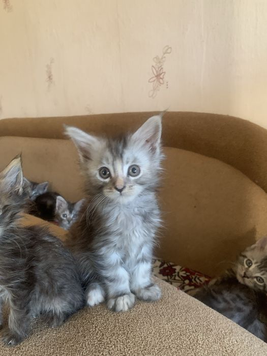 Котенята мейкунята