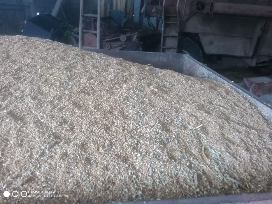 Sprzedam pszenica jara