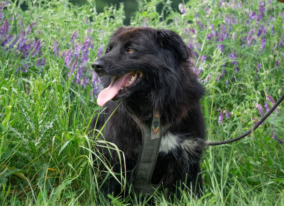 Corso, potężny piekny pies  czeka na dom