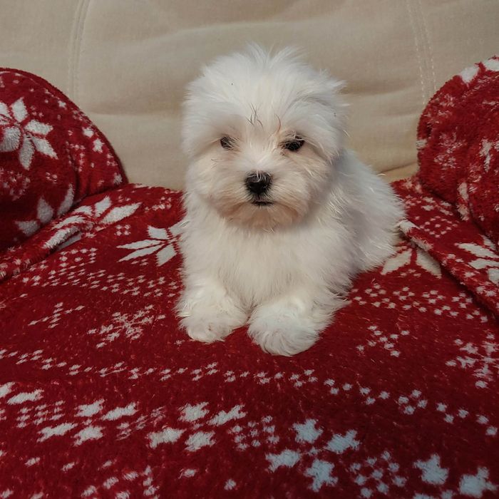 Śliczny samiec maltańczyk