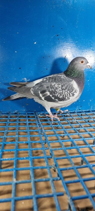 Gołąb Pocztowy Lotowy Samica Trzaska x Trzaska