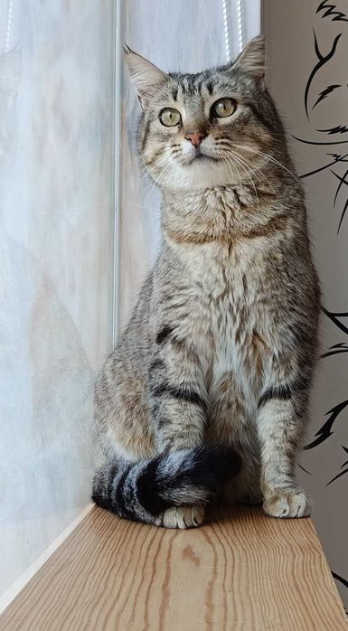 Gatinha para adopção