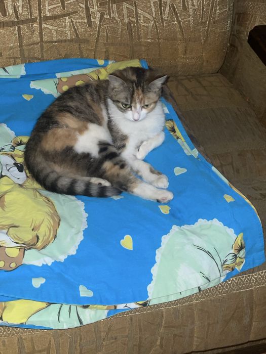 Кіця кішка кішечка кошка