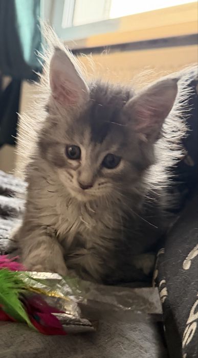 Kotka Maine Coon FPL