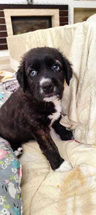 Szczeniaki duża rasa