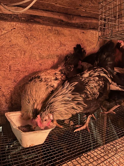 Півні,кури  молоді