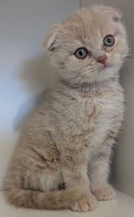 Котик хлопчик красунчик!!!