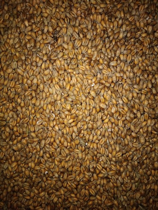 SPRZEDAM pszenicę i owies