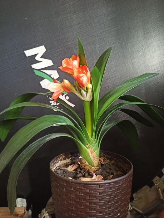 Комнатный цветок