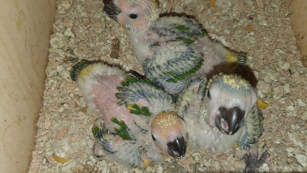 Aves para criar .