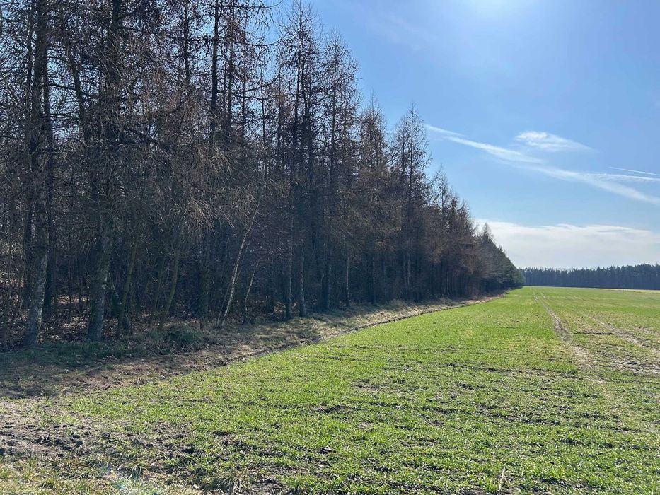 Działka budowlano-leśna