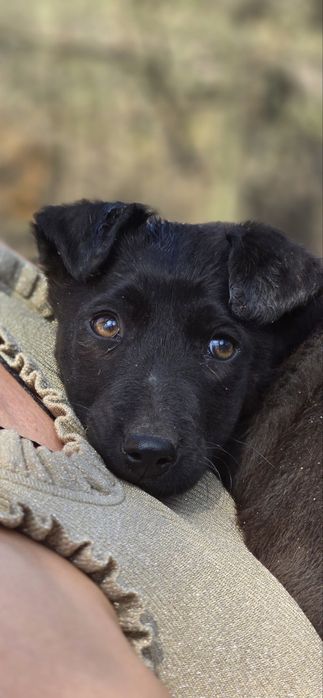 Врятоване цуценя шукає люблячу родину