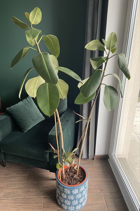 Kwiat fikus ficus wysoki 165 cm