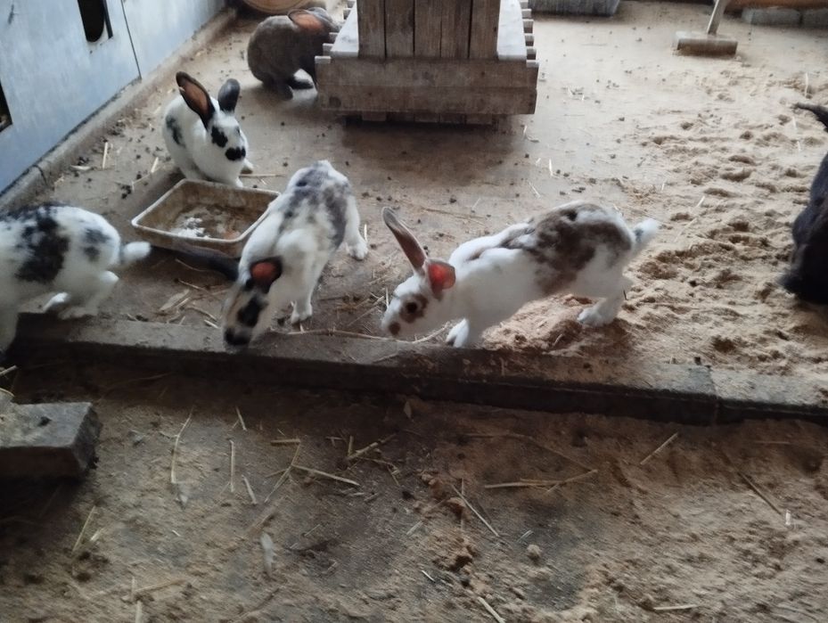 Vendo coelhos para fazer criação ou para consumo