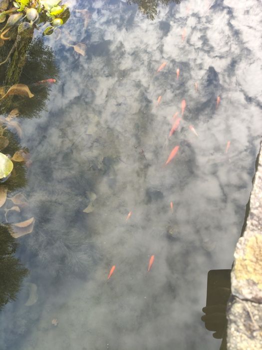 Peixes de água fria com algumas cores