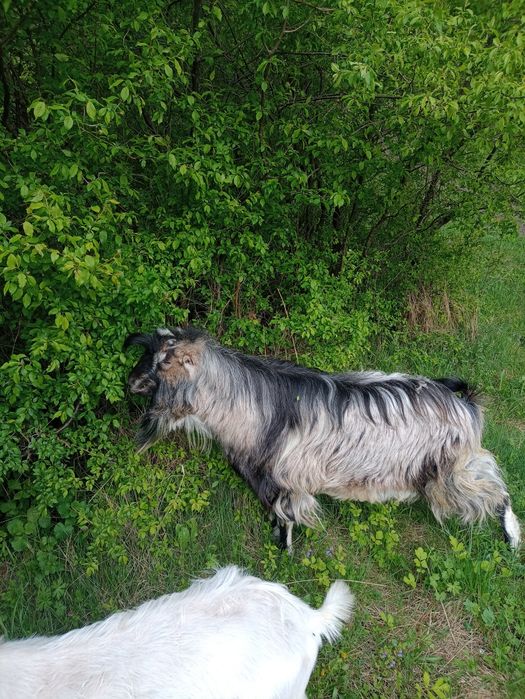 Козлик Ламанча пропонує покриття Ваших кіз.