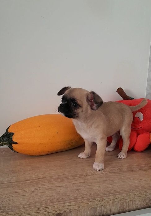 Chłopiec Chihuahua