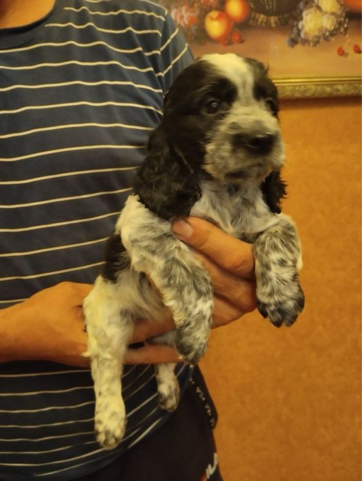 Продам цуценят Спаніельчиків