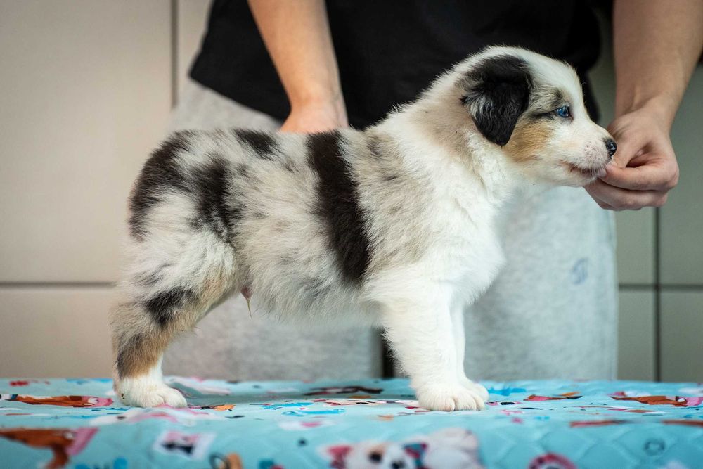 Owczarek australijski ZKwP FCI – blue merle – niebieskie oko – Jasinsky