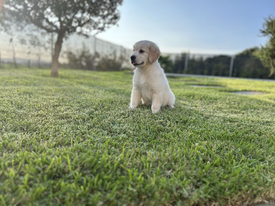 Golden Retriever macho