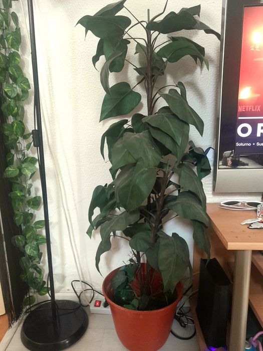 Planta grande decoração