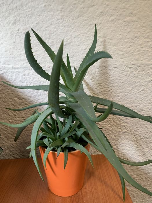 Piekny aloes z młodymi pędami