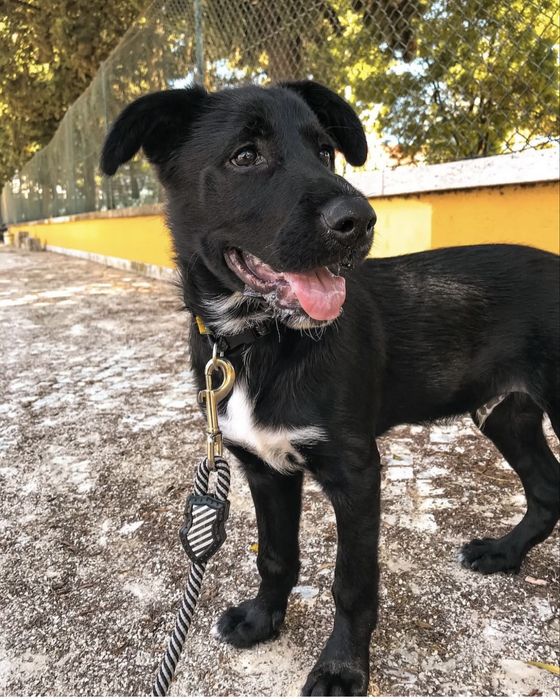 Dog walking/ Passeio de cães