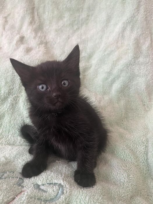 Котенок мальчик в добрые руки