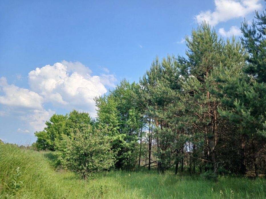 125 соток з соснами, власна водойма, прямий вихід до лісу Мотижин