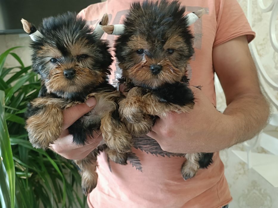 Радость в Вашу семью