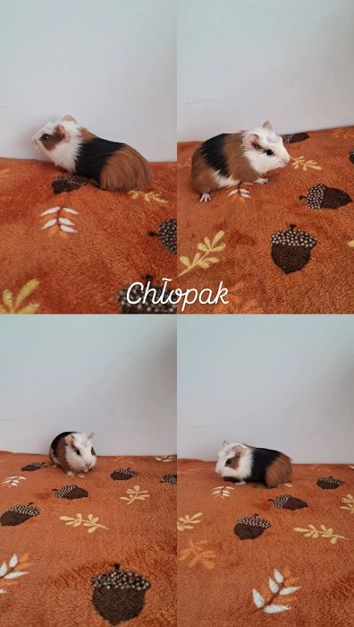 Sprzedam świnki morskie