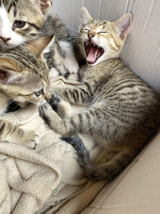 Dão-se gatinhos