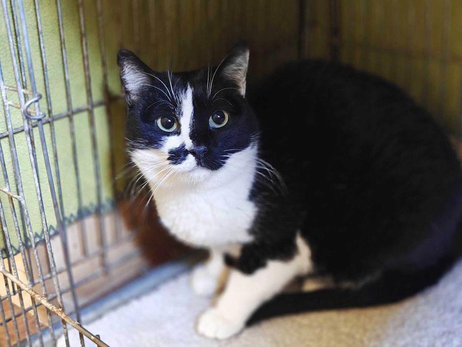 Учтивая красавица кошечка Кенди 1,5 год ждет свою семью