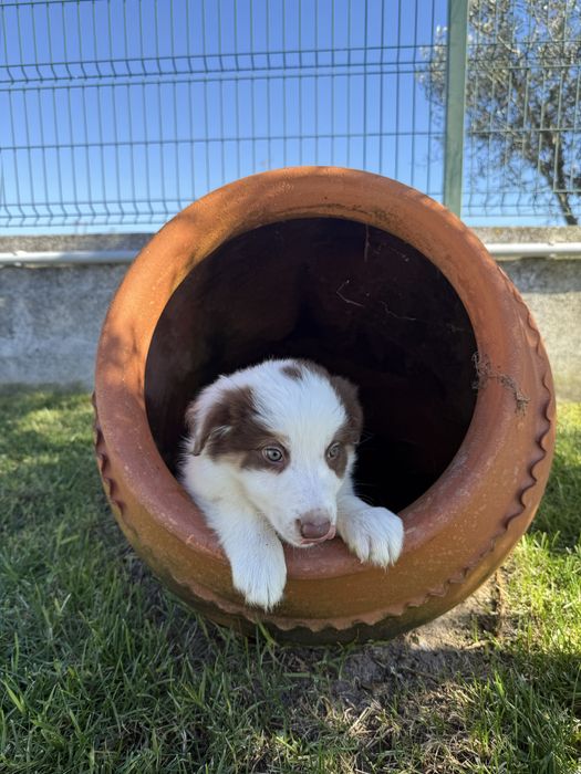 Border collie Macho chocolate PREÇO SÓ ESTA SEMANA
