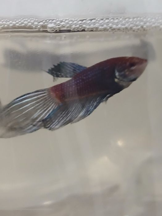 Bettas machos e femeas