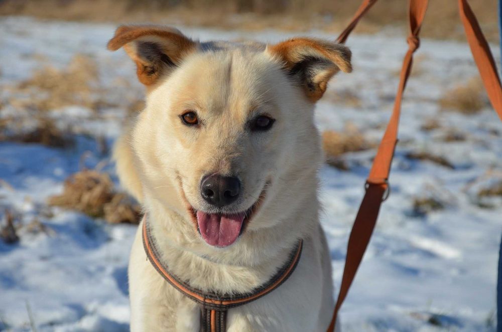 Śnieżnobiały Johny szuka domu!