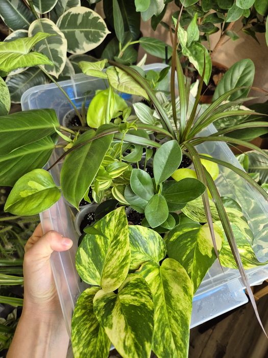 Кімнатні рослини фікус, традесканція, епіпремнум,драцена,циропегія