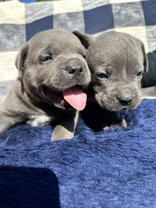 Голубий хлопчик Cane Corso, вік 1 місяць, ім’я Брендон