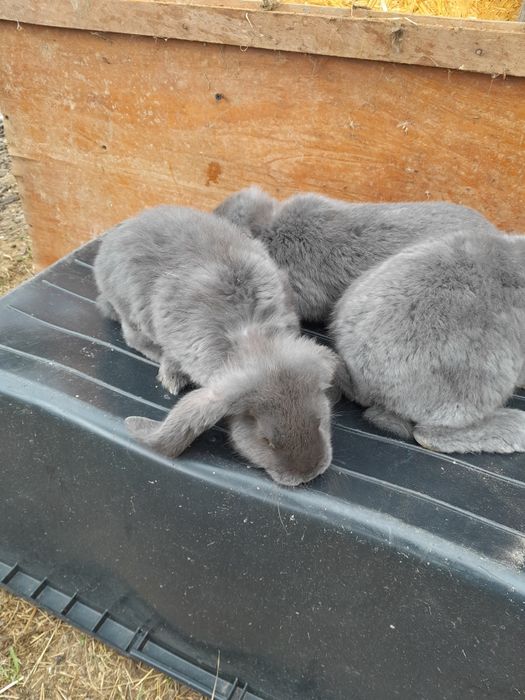 Baran francuski młody