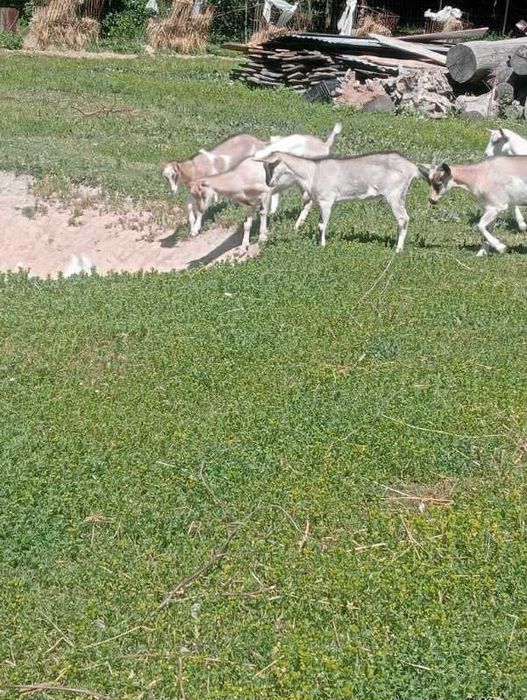 kozy kozły młode wyprzedaż z gospodarstwa