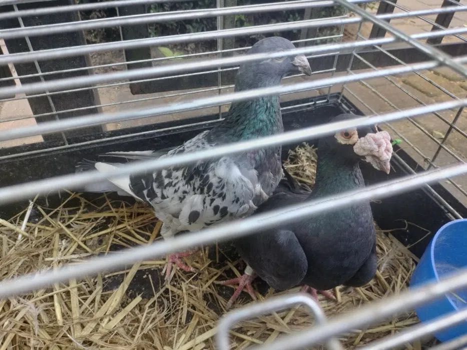 Gołębie.  Staropolskie