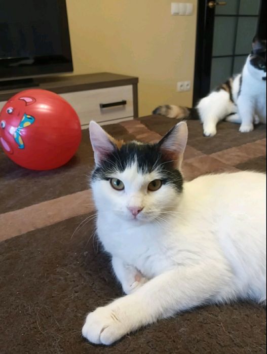 Кіт кошеня котик киця у добрі руки безкоштовно