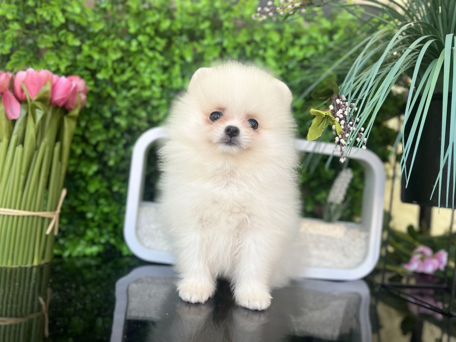 Шпиці померанці хлопці та дівчата