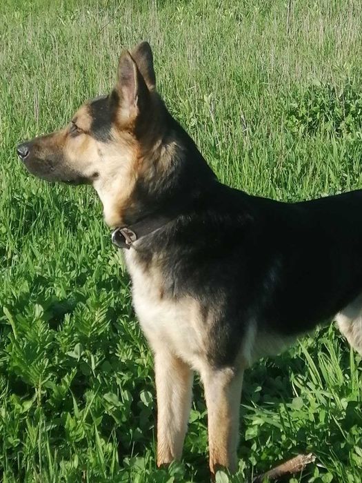 Кобель на злучку