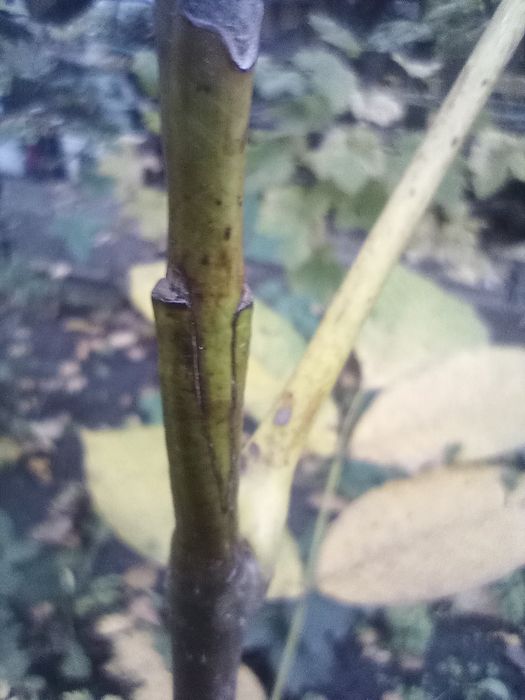 Грецький горіх привитий