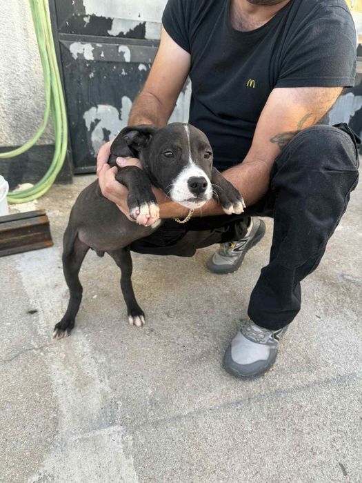 Para venda, lindo exemplar…